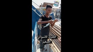 صيد سمك في بحيرة ناصر خلف السد العالي [upl. by Marron]