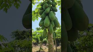 Buena cosecha de papaya o lechosa elsalvador agricultura agriculture [upl. by Aiotal]