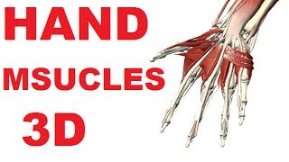 Muscles of the Hand  Hand Anatomy Lateral Volar Muscles 13 [upl. by Trevethick]