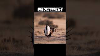 The Greater Sagegrouse  The Largest Grouse In North America 😍 [upl. by Einatirb749]