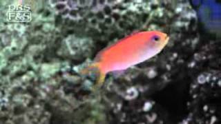 Ignitus Anthias Pseudanthias ignitus  LiveAquariacom [upl. by Nwahsd]