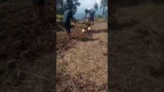 Agriculture in Jammu Kashmir village [upl. by Manoop]