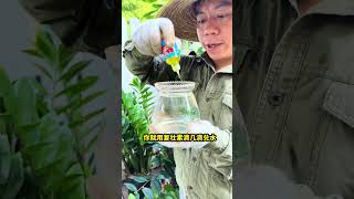 多肉过完夏季多数已经没活力了，你要重新激活它的生长花卉绿植多肉盆栽 [upl. by Idna]