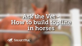 Ask the Vet  How to build topline in horses [upl. by Onairam332]