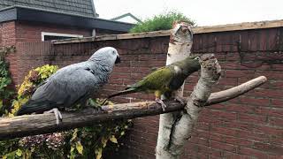 African grey parrot and Patagonian conure [upl. by Annaul]