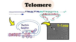 Telomere DNA Replication  Chromosome end replication problem in eukaryotes [upl. by Lleznol]