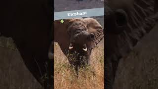 Animal Sounds  Lion  Gorilla  Elephant  Hippos  African animal sounds  Animal noises [upl. by Tzong143]