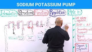 Sodium Potassium Pump  Na⁺  K⁺  ATPase [upl. by Anaugahs]