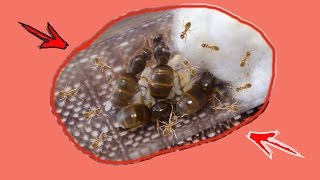 Lasius flavus  колония с нуля за 6 месяцев Муравьиная фермаColony from scratch in 6 months [upl. by Yblehs]