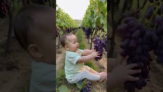 Baby playing in the grape field [upl. by Rubbico]