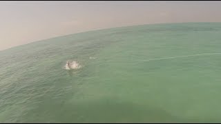 Tarpon On Fly Awesome Take Ambergris Caye Belize HD [upl. by Vernice]