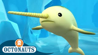 Octonauts  🐋 The Narwhal 🧊  Season 1  Full Episodes  Cartoons for Kids [upl. by Lyris924]