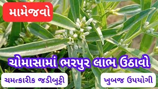 ચોમાસામાં ઉગીનીકળતી ઔષધી મામેજવો ayurveda Mamejo benefits [upl. by Tica]