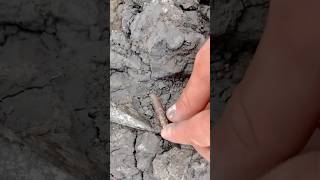 Finding squid fossils 🦑 belemnites in soft clay after a storm on the beach squid ammonite sea [upl. by Auqeenwahs]