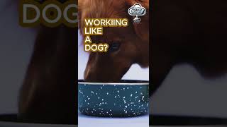 Working Like a DOG Shower Thoughts with Jen [upl. by Kimmel]