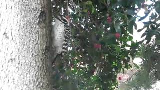 Nuttalls woodpecker singing on the tree [upl. by Iny509]