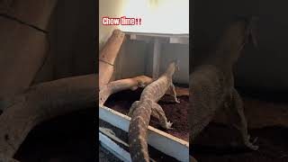 CHAR‼️THE ARGUS MONITOR🦍🐥🐟reptiles lizard pets pet monitorlizard monitorlizards reels [upl. by Donna30]