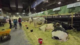 COWS AND MORE COWS ROYAL AGRICULTURAL WINTER FAIR TORONTO ONTARIO CANADA [upl. by Yadsnil]