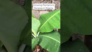 Growing Plantains amp Banana is Easy [upl. by Ym425]