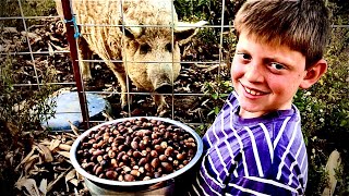 Mangalitsa pigs love acorns [upl. by Wachtel863]