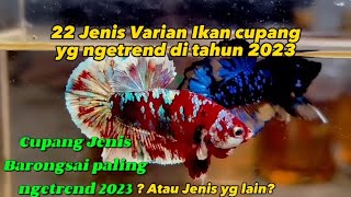 Cupang yang paling banyak diminati di tahun 2023 [upl. by Eenel]