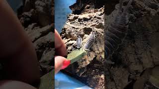 Coolest isopods to feed P hoffmannseggi isopods bug [upl. by Zebapda18]