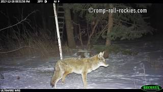 Mountain lion injures a coyote during battle for a meal Dec 2017 [upl. by Nyloj608]