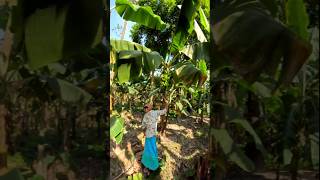 Funny banana part 34 shorts viral banana satisfying farming shortvedios bananacutting [upl. by Mays]