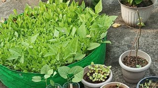 Vegetable growing update gardening vegetable plants [upl. by Radu]