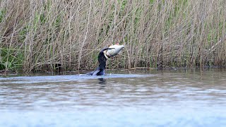 Cormorant eating a very big fish [upl. by Jecho]