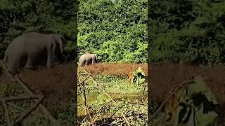 Elephant in Lahorijan karbi Rongbarim bokajan elephant [upl. by Alil]