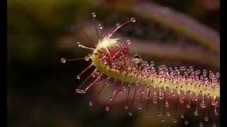 Midge on Drosera capensis Sundew mov [upl. by Aleihs142]