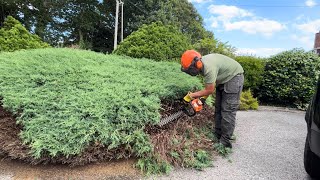 Homeowner wanted this Overgrown Juniper Cutting back How to cut back an Overgrown Juniper [upl. by Egan197]