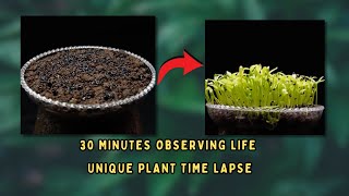 30 Minutes Observing Life  Unique Plant Time Lapse [upl. by Filberto317]