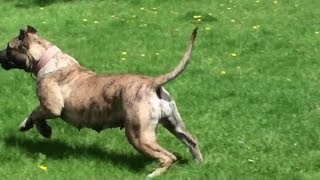 Presa Canario Attacks  Bearclaw Kennels [upl. by Pelletier121]