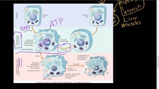 7  Overview of Reversible cell injury and necrosis microscopic morphology [upl. by Anawahs]