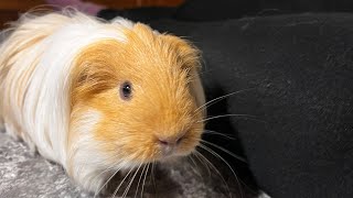 A very cute video with a purring guinea pig running next to its owner At the end the cutest yawn [upl. by Sadler]