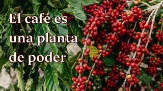 El CAFÉ es una planta de poder ☕ [upl. by Nunciata168]