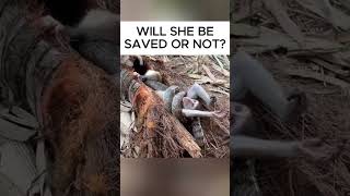 how to rescue this monkey from python shorts rescue [upl. by Bethanne148]