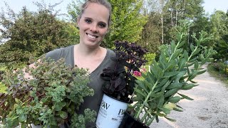 Planting Sedums Very Drought Tolerant Perennials  Simply Bloom [upl. by Karil880]