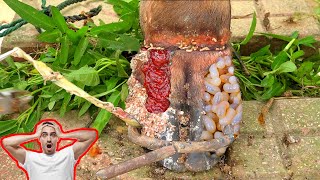 Poor Cows Leg PIERCED by Iron Bar FULL of Pus and Worms satisfying 141102 [upl. by Eibocaj781]