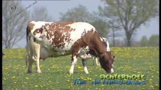 Red Holstein cattle in de Achterhoek The Netherlands [upl. by Ciel]