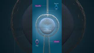 In Vitro Fertilization IVF [upl. by Itnahs]