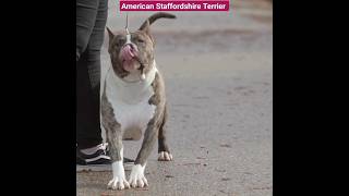 Strong American Staffordshire Terrier Dogs youtubeshorts [upl. by Asiulairam338]