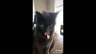 Cats Sticking their Tongue Out TikTok Compilation [upl. by Niajneb]