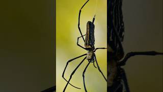 Nephila pilipes spider  wildlife viralshort spider [upl. by Siro869]