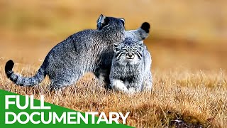 China Wild  Episode 3 The Grasslands  Free Documentary Nature [upl. by Morris40]