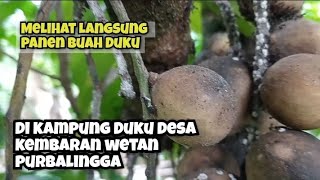 melihat langsung panen buah duku di kampung duku purbalingga [upl. by Rizika633]