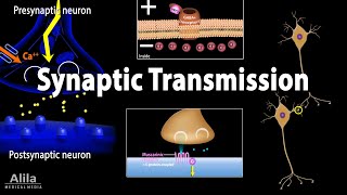 Neuroscience basics Synaptic transmission  Chemical synapse Animation [upl. by Eissat]