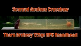 Scorpyd Crossbow Aculeus Thorn Archery 125gr HPX Broadhead Ballistic Gel Shot [upl. by Troc]